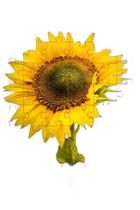 4 Quebra-Cabeças De Flores Coloridas Do Mundo De 40 Peças