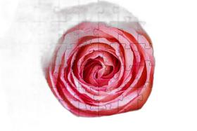 4 Quebra-Cabeças De Flores Diversão Inclusiva 60 Peças