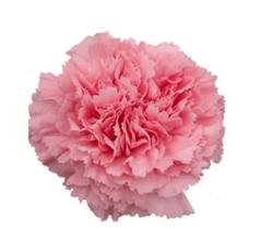 40 Sementes De Cravo Chabaud Dobrado Rosa