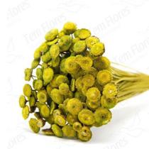 400 Botão Amarelo Desidratado Sempre Viva Flores Secas 400 Botão Amarelo Desidratado Sempre Viva Flores Secas