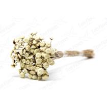 400 Botão Branco Desidratado Sempre Viva Flores Secas