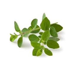 400 Sementes Orégano Ervas Tempero Erva