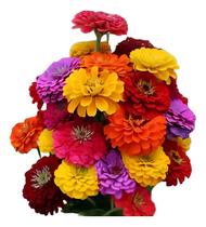 45 Sementes Flor Zinia Gigante Sortida +