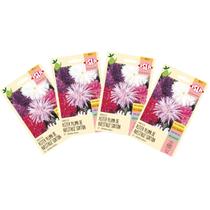 4X Sementes Aster da China Pluma de Avestruz Sortida ISLA