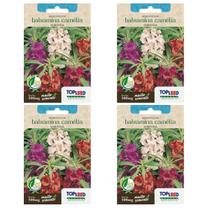 4X Sementes Balsamina Camélia (Sortida) TOPSEED