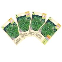 4X Sementes Brotos de Microverdes de Cenoura Radesh ISLA 4X Sementes Brotos de Microverdes de Cenoura Radesh ISLA