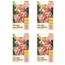 4X Sementes de Cravo Chabaud Gigante Dobrado Rosa ISLA