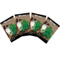 4X Sementes de Erva dos Gatos FELTRIN