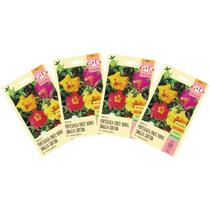 4X Sementes de Portulaca / Onze Horas Singela Sortida ISLA 4X Sementes de Portulaca / Onze Horas Singela Sortida ISLA