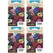 4X Sementes de Verbena Grandiflora Sortida TOPSEED 4X Sementes de Verbena Grandiflora Sortida TOPSEED