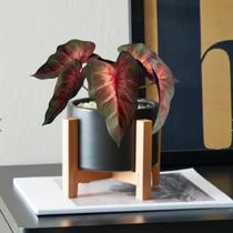 5 galhos de folhagem permanente revestido em silicone plantas artificiais para arranjos e artesanato - DE1423