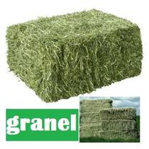 5 KG Feno Tifton 85 - PARA PORQUINHO DA INDIA, COELHO, ROEDORES EM GERAL