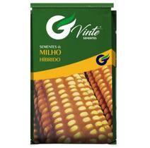 5 Kg Semente De Milho Híbrido Dupla Aptidão Silagem E Grãos