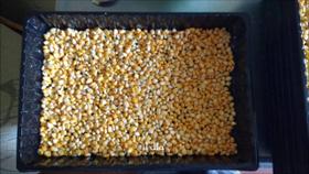 5 Kits Milho/Aveia Alimento Pecuária Sustentável BioFeed F1 5 Kits Milho/Aveia Alimento Pecuária Sustentável BioFeed F1