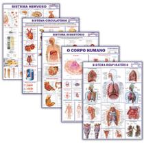 5 Mapas Do Corpo Humano Enrolados: Circulatório + Corpo Humano + Nervoso + Respiratório + Digestório