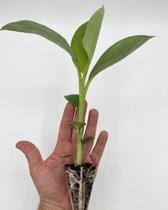 5 Mudas de Banana NJK Terra Laboratorio Alta Produção 5 Mudas de Banana NJK Terra Laboratorio Alta Produção