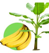 5 Mudas De Banana Prata Anã Brs Embrapa + Manual De Cultivo Envio Imediato Pronta entrega