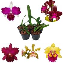 5 Mudas Orquídeas Cattleyas Mistas Variadas Plantas Raras - Orquiflora