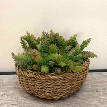 5 Plantas Artificiais de Suculentas Mini Folhagem Artificial Decoração de Enfeites Casamento- DE8903 5 Plantas Artificiais de Suculentas Mini Folhagem Artificial Decoração de Enfeites Casamento- DE8903
