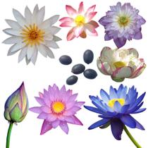 5 Sementes de Flor de Lótus - Lótus - Nelumbo Nucifera - Aquática