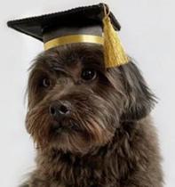 5 Unidades de Capelo de Formatura para Pet - Tamanho P