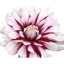 50 Sementes De Dahlia Unwins Dobrada Sortida 50 Sementes De Dahlia Unwins Dobrada Sortida