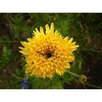 50 Sementes De Flor Cravo Chabaud Amarelo