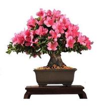 50 Sementes de Godétia Azalélia Sortida