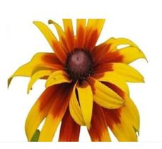 50 Sementes de Margarida Amarela Gloriosa Sortida