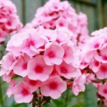 50 Sementes de Phlox Drummond Sortido
