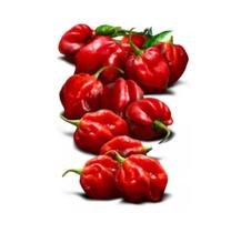 50 Sementes De Pimenta Habanero Red