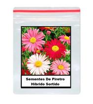 50 Sementes De Piretro Híbrido Sortido 50 Sementes De Piretro Híbrido Sortido