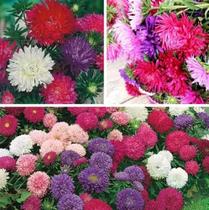 50 Sementes De Rainha Margarida Pena de avestruz Sortida