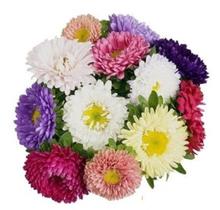 50 Sementes De Rainha Margarida Pompom Sortida