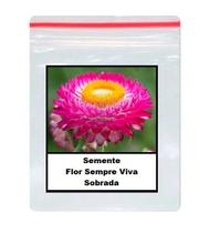 50 Sementes De Sempre viva Sultane Dobrada Sortida 50 Sementes De Sempre viva Sultane Dobrada Sortida