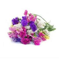 50 Sementes De Statice Sinuata Sortida