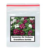 50 Sementes De Verbena Grandiflora Sortida 50 Sementes De Verbena Grandiflora Sortida