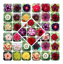 50 Sementes Rosa Do Deserto Sortidas Tripla Dobrada Simples 50 Sementes Rosa Do Deserto Sortidas Tripla Dobrada Simples