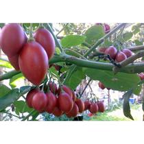 50 Sementes Tomate De Árvore Italiano Gigante - SEEDS