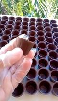 50 unidades de copinhos de chocolate - Sicao