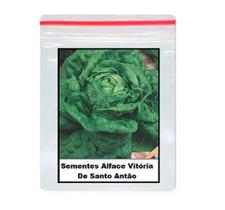 500 Sementes De alface vitória de santo antão