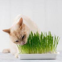 500 Sementes De Grama E Erva Dos Gatos