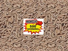 500 Sementes De Rosa Do Deserto Cores Sortidas