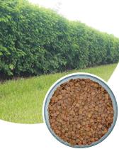 500 Sementes De Sansão Do Campo Para Mudas Cerca Viva