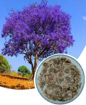 500 Sementes Jacarandá Mimoso Jacarandá Roxo