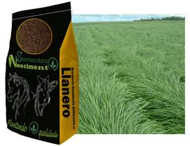 5kg Brachiaria Humidicola cv Llanero ótimo para bovinos e altamente tolerante a seca