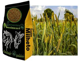 5kg de Campim Milheto ótimo para bovinos, equinos, caprinos, exelente na qualidade do solo