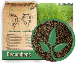 5kg Sementes Brachiaria Decumbens (braquiarinha) pastagem resitente a sombra e combate a erosão