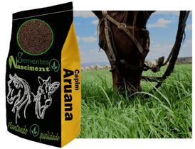 5kg Sementes Capim Aruana excelente pastagem para caprinos/ equinos /bovinos