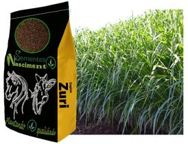 5kg Sementes capim zuri para formar pastagem forte e resistente 5kg Sementes capim zuri para formar pastagem forte e resistente